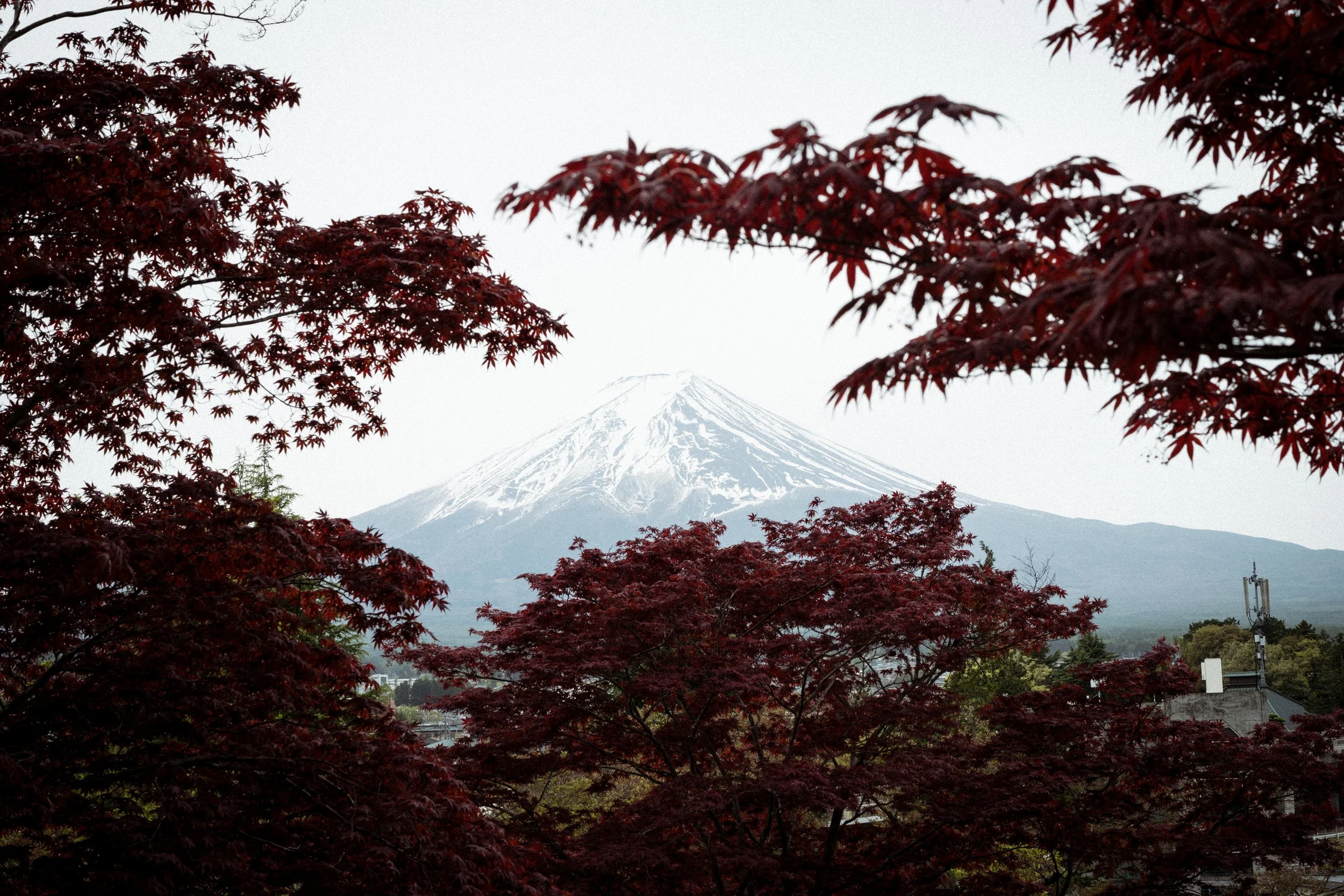 Mount Fuji with red maple leaves