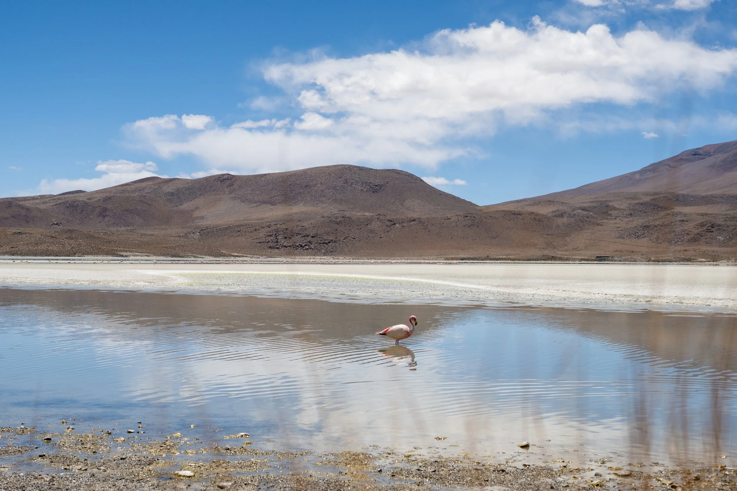 Pink flamingo wading in shallow salt lake with mountain reflection