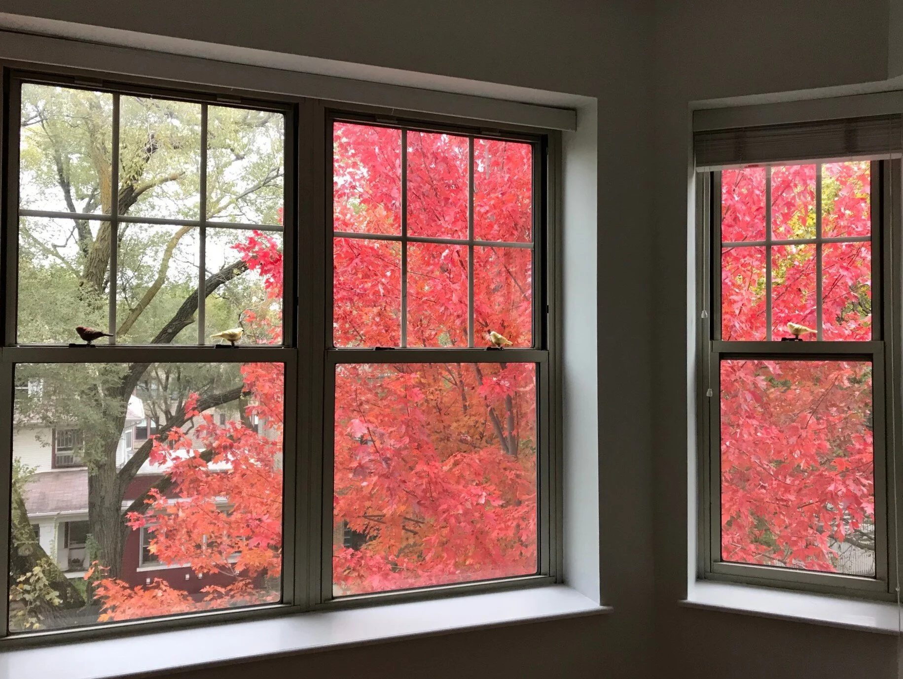 Fall window.jpg