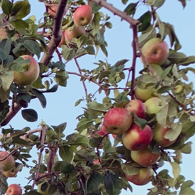 How about them apples? 🌳🍎🍏#applepicking by sunset in a friend&rsquo;s orchard 🎯#hamptonsfarm #writinginspiration #authorsofinstagram