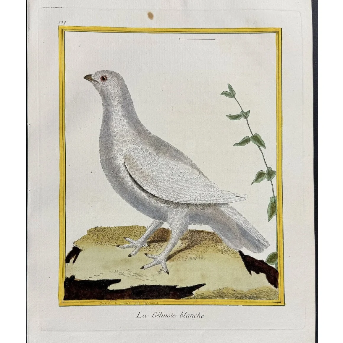 ngravings of Grouse by François-Nicolas Martinet,