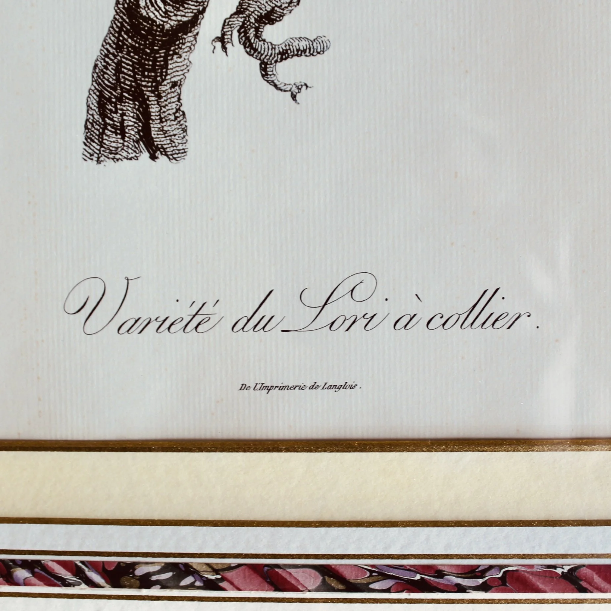 Pair of Parrot Prints by Jacques Barraband (François Levaillant) in Fine Frames