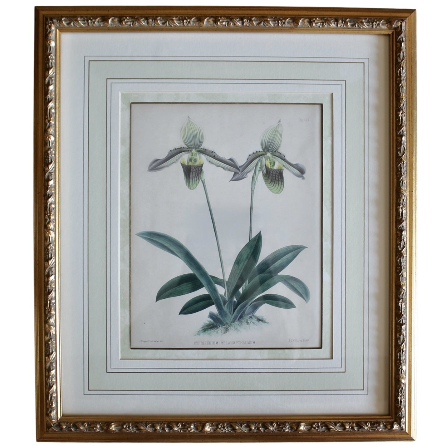 Lady’s Slipper Orchid antique Lithographs, John Nugent Fitch