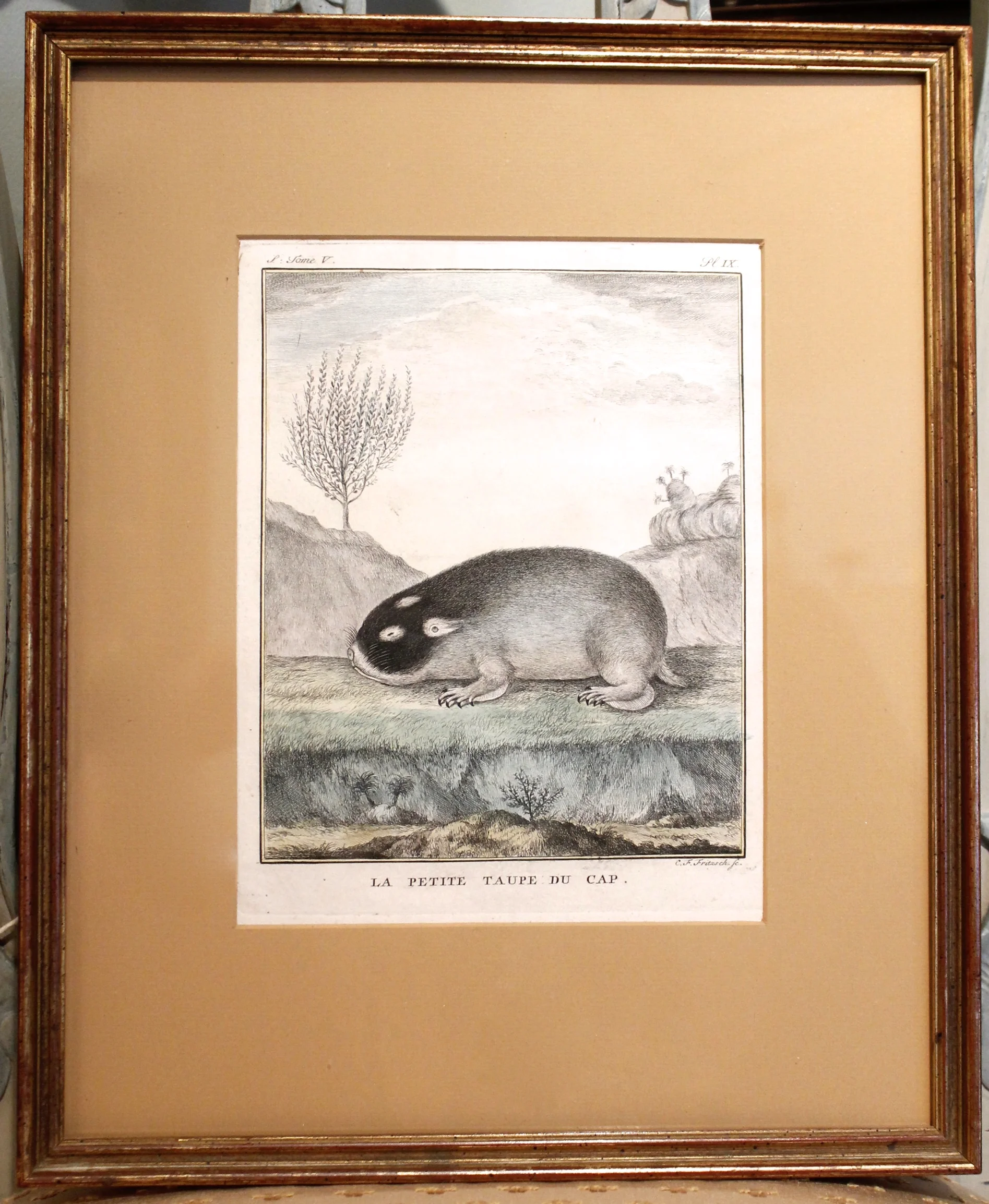 Set of Five 18th Century French Engravings of Small Mammals, (Buffon)