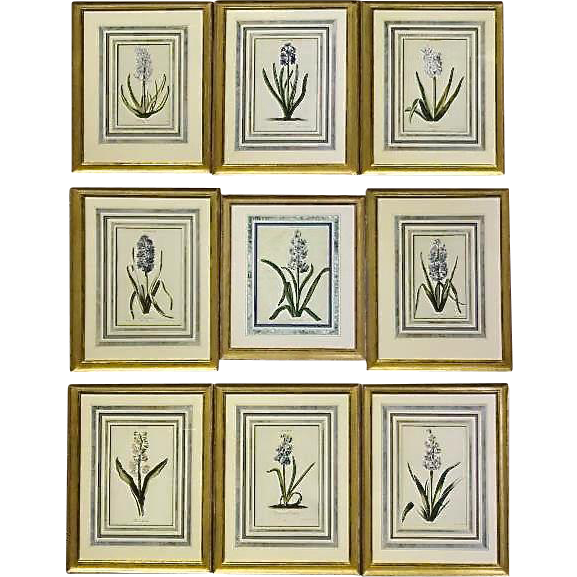 Set of Nine Finely Framed 18th Century German Botanicals- Hyacinths from the Hortus Nitidissimis