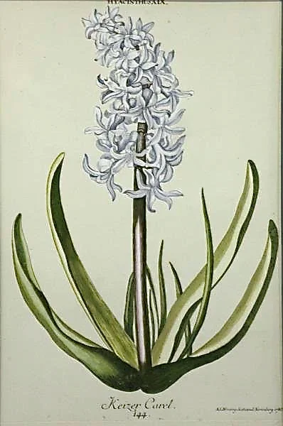 Set of Nine Finely Framed 18th Century German Botanicals- Hyacinths from the Hortus Nitidissimis