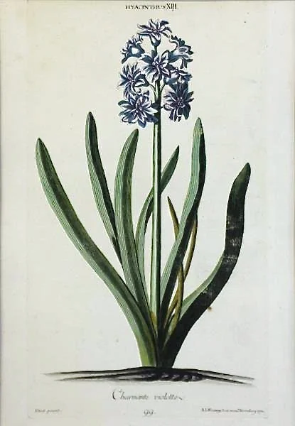 Set of Nine Finely Framed 18th Century German Botanicals- Hyacinths from the Hortus Nitidissimis