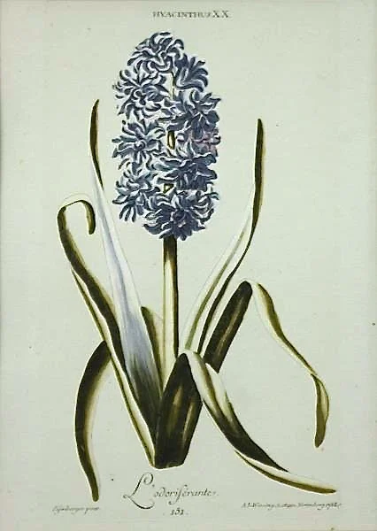 Set of Nine Finely Framed 18th Century German Botanicals- Hyacinths from the Hortus Nitidissimis