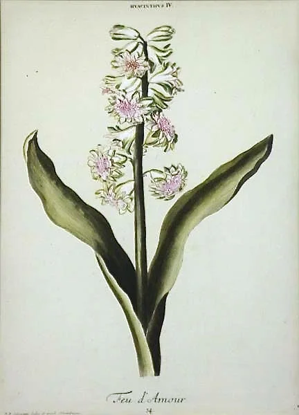 Set of Nine Finely Framed 18th Century German Botanicals- Hyacinths from the Hortus Nitidissimis