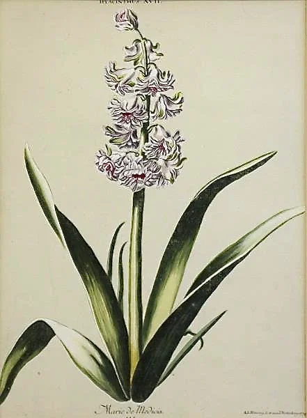 Set of Nine Finely Framed 18th Century German Botanicals- Hyacinths from the Hortus Nitidissimis