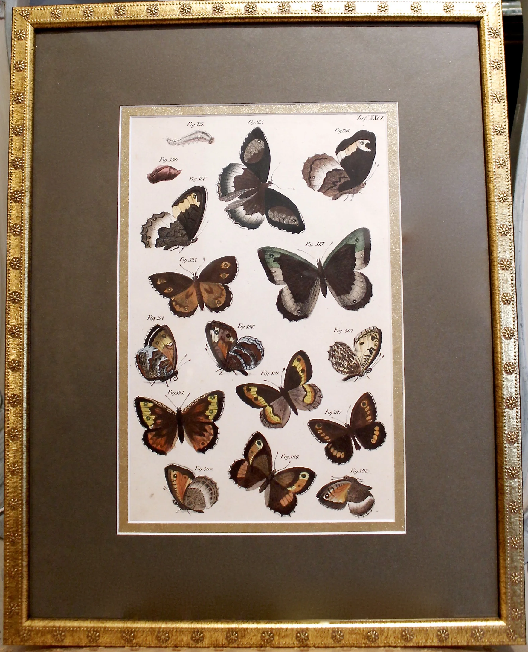 Set of Three Dutch or German Hand Colored Butterfly Engravings
