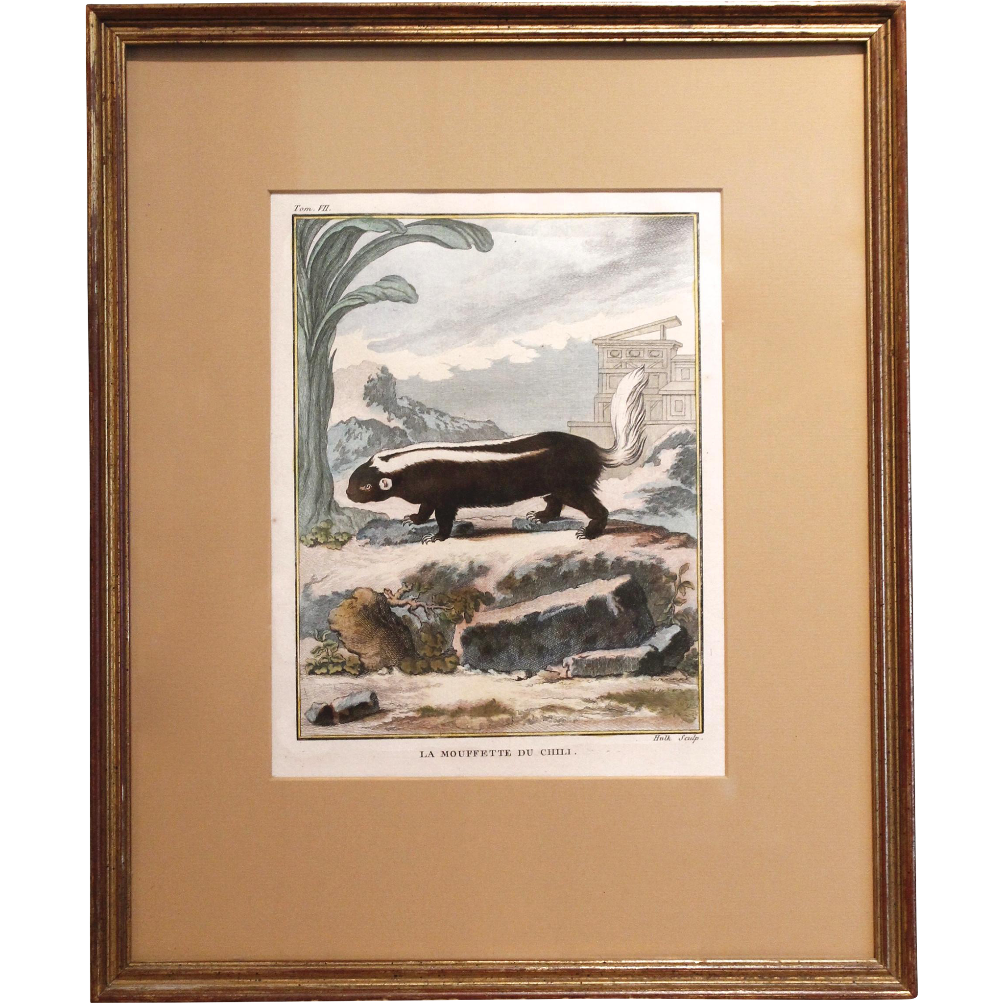 Set of Five 18th Century French Engravings of Small Mammals, (Martinet)Set of Five 18th Century French Engravings of Small Mammals, (Buffon)