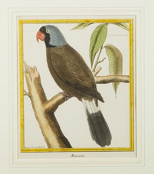 “Mascarin,” Parrot Copper Plate Engraving by François Martinet