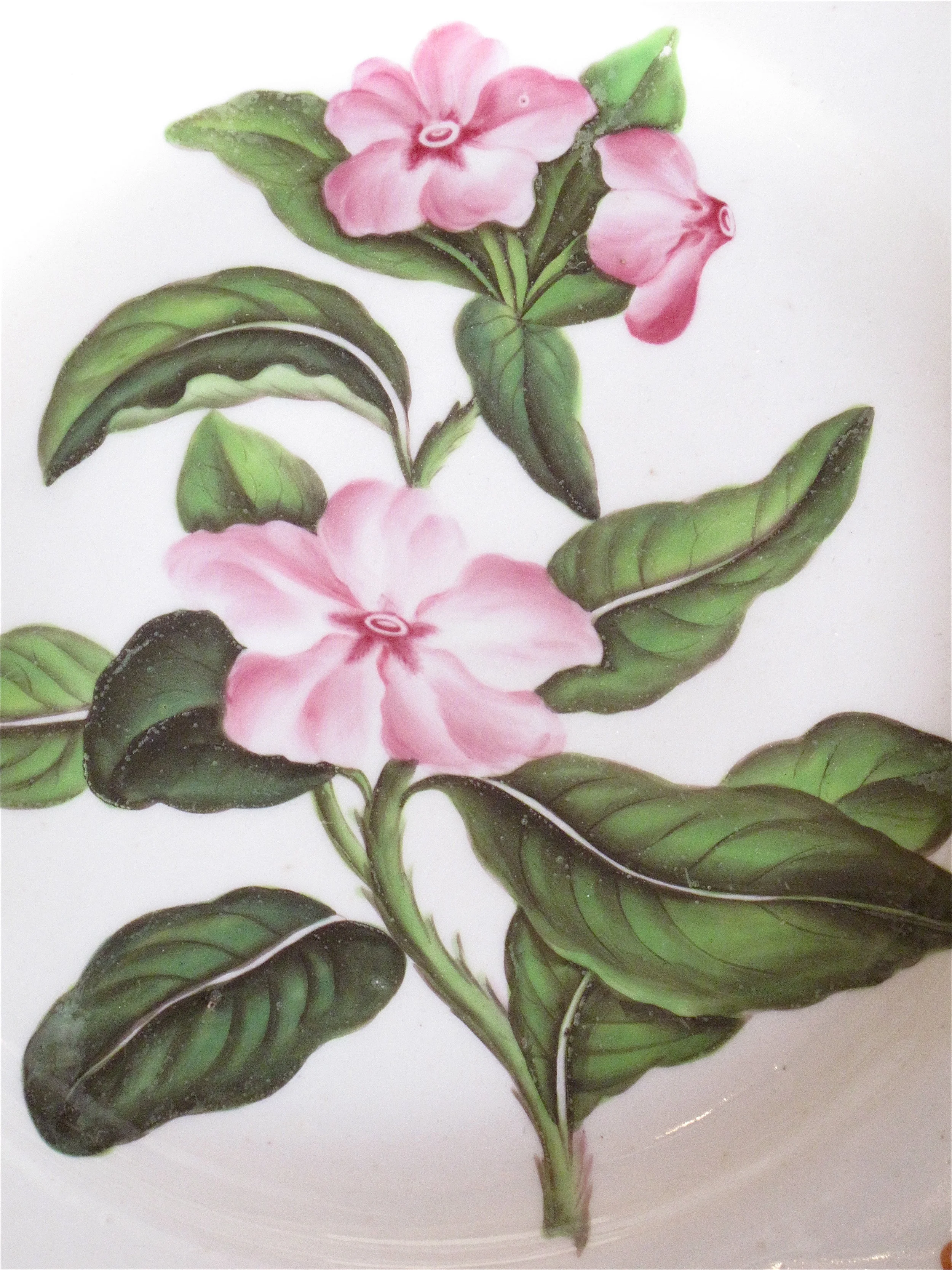 Pair of 19th Century English Botanical Porcelain Plates