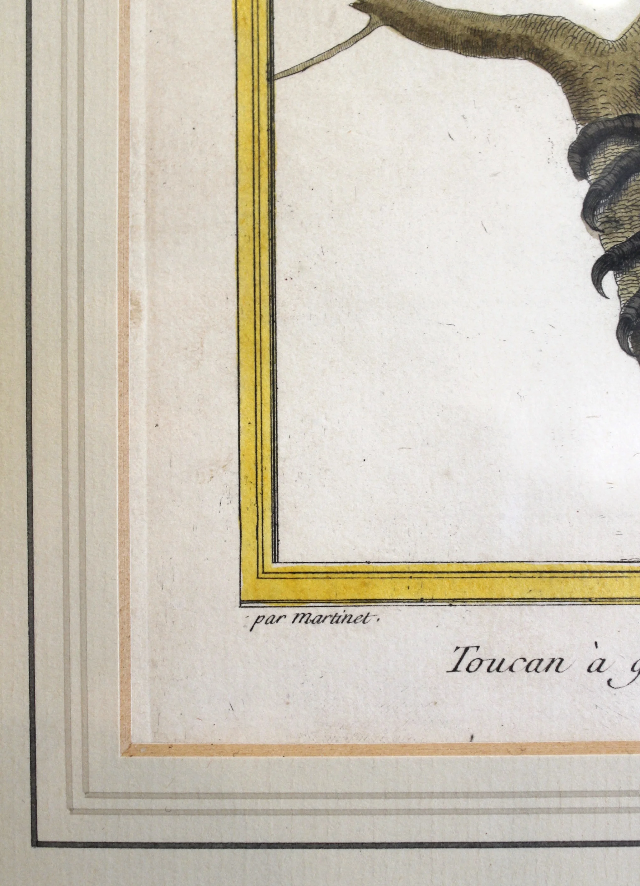 “Toucan,” Copper Plate Engraving by François Martinet, 18th Century
