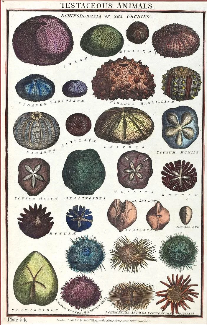 Set of Four Original 18th Century Handcolored Sea Shell Engravings