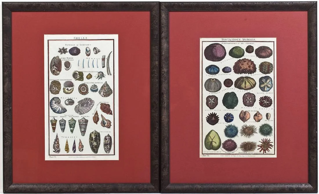 Set of Four Original 18th Century Handcolored Sea Shell Engravings