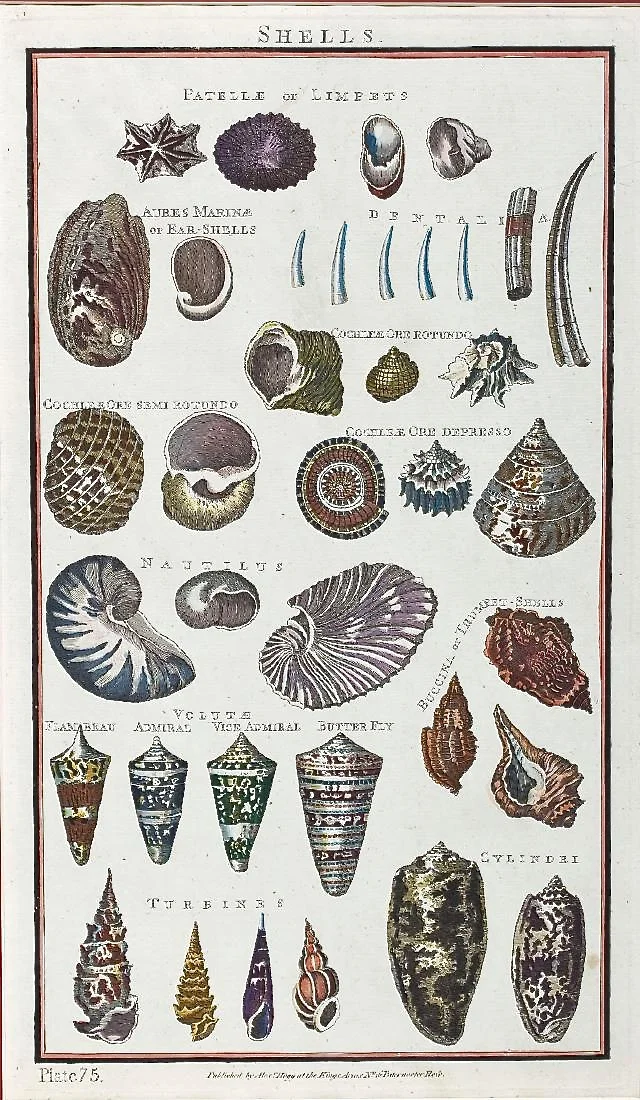 Set of Four Original 18th Century Handcolored Sea Shell Engravings