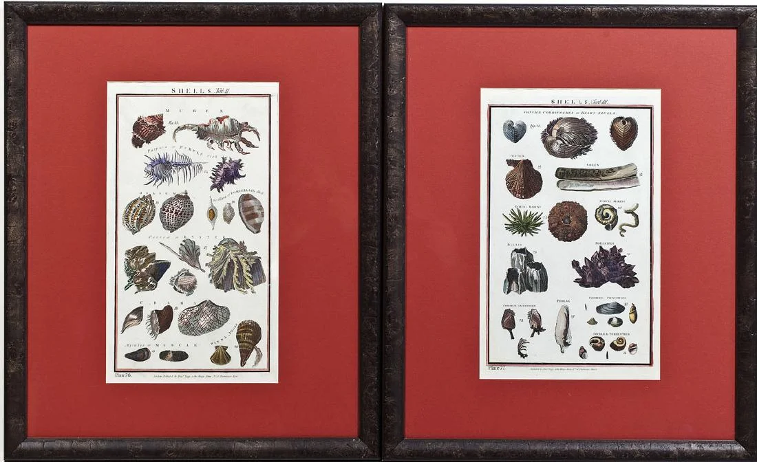Set of Four Original 18th Century Handcolored Sea Shell Engravings