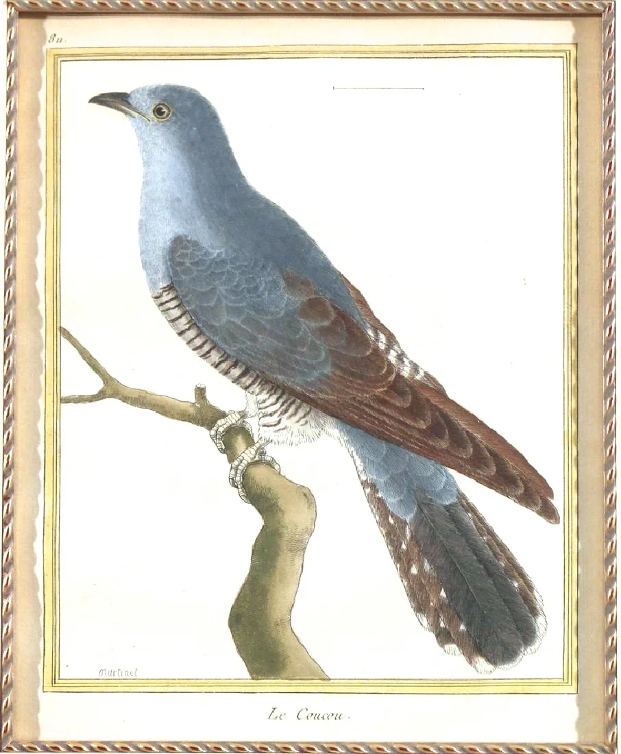 Pair of Hand Colored François Martinet Copperplate Bird Engravings