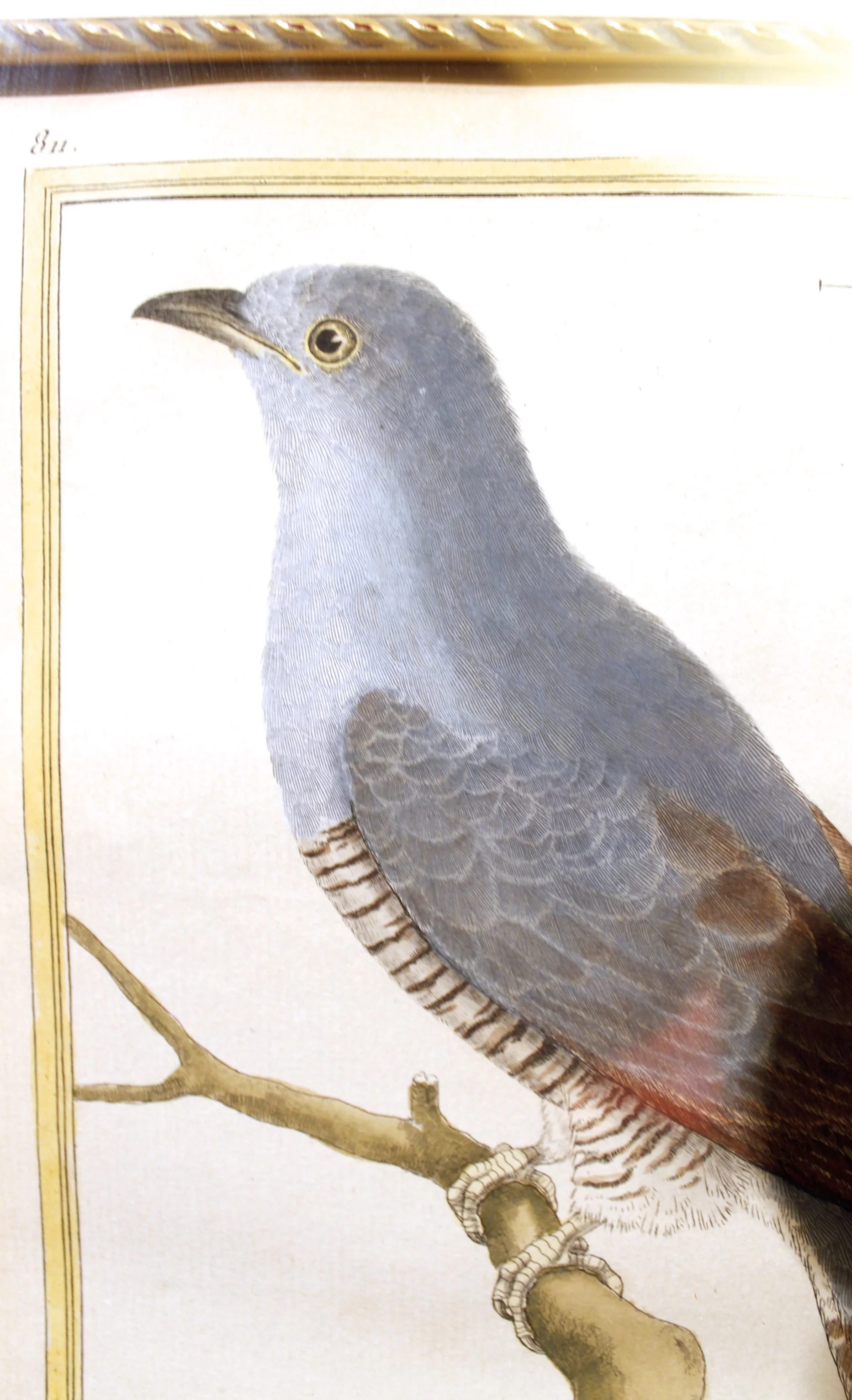 Pair of Hand Colored François Martinet Copperplate Bird Engravings