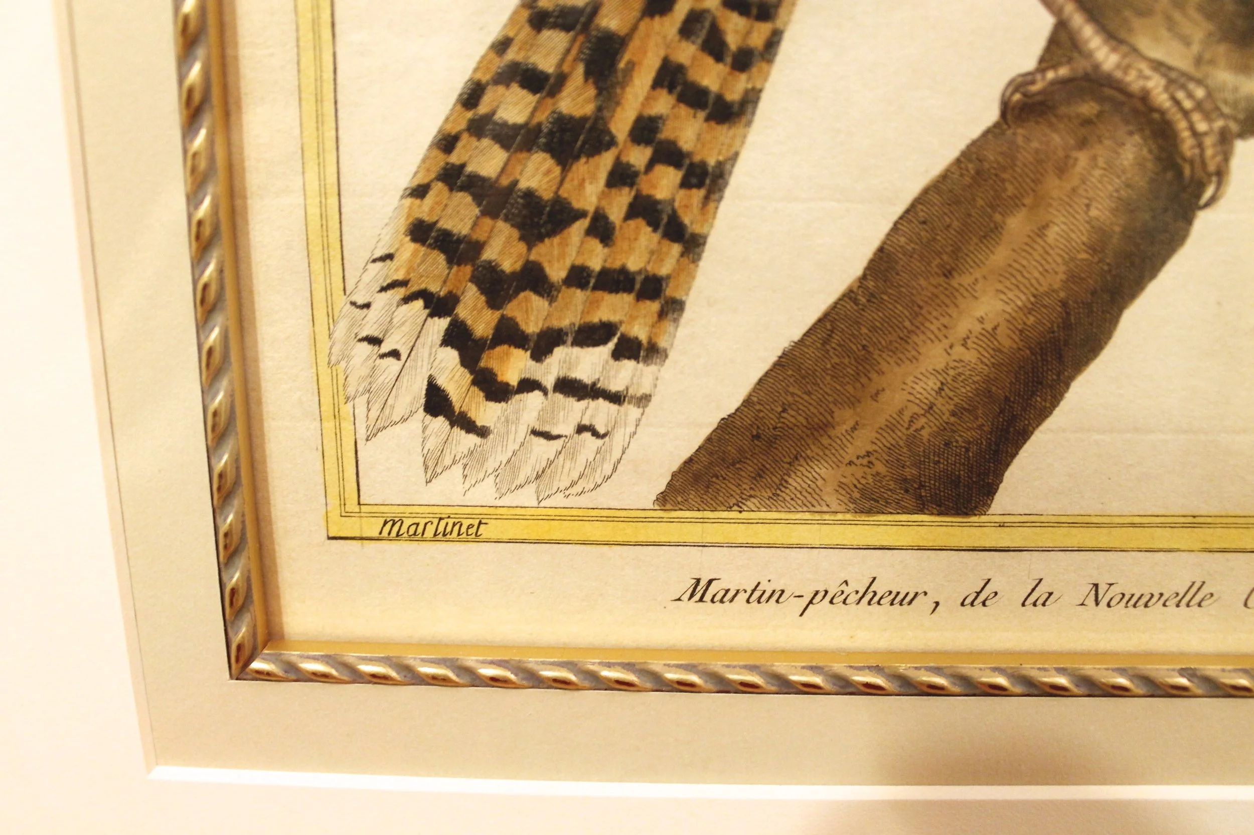 Pair of Hand Colored François Martinet Copperplate Bird Engravings