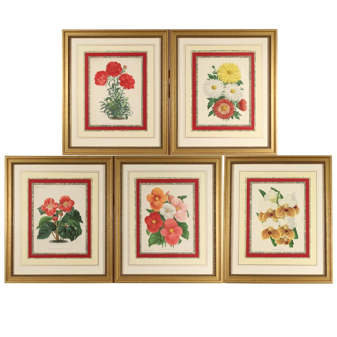 Set of Five Belgian Botanical Chromolithographs, Late 19th Century
