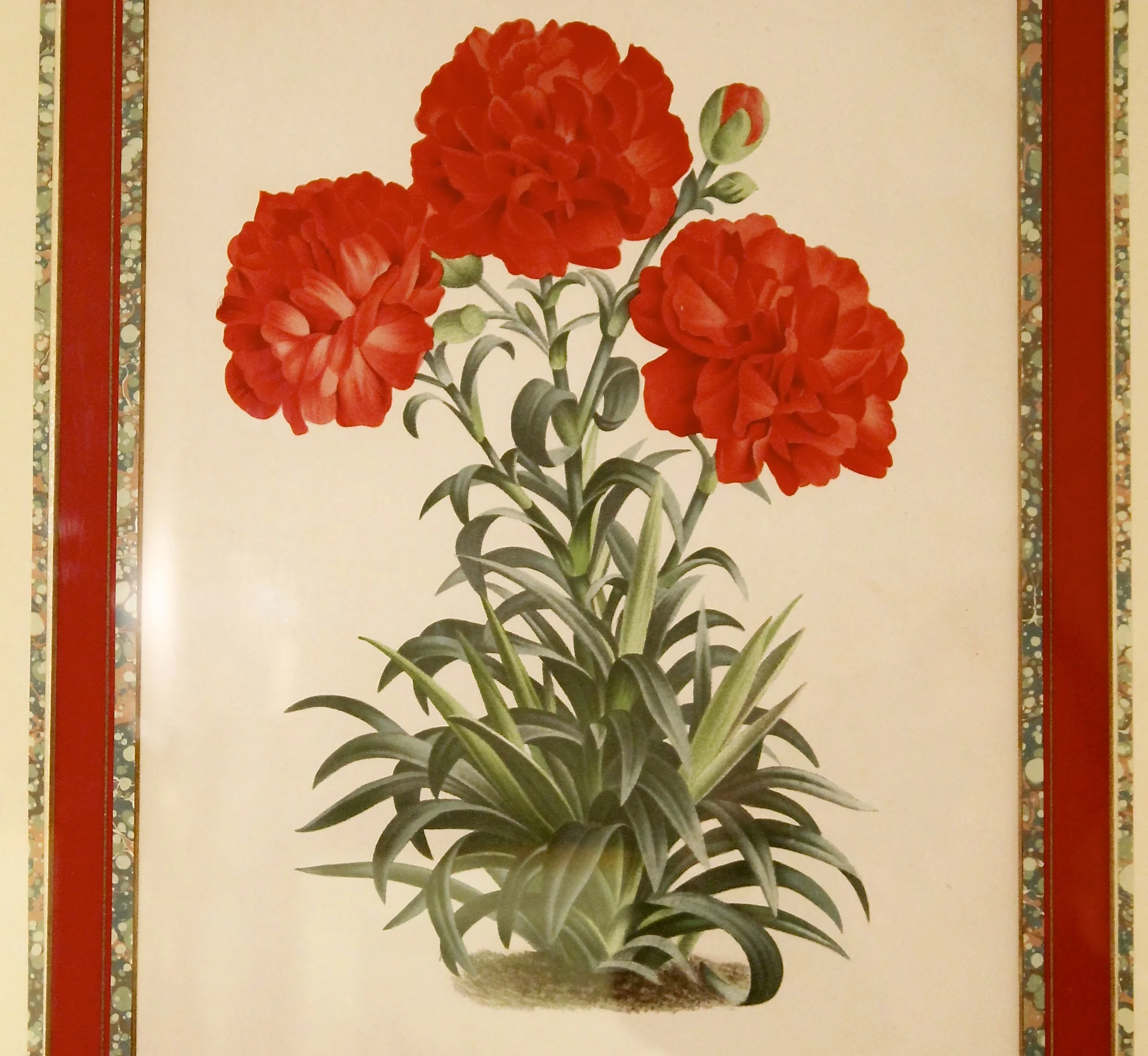 Set of Five Belgian Botanical Chromolithographs