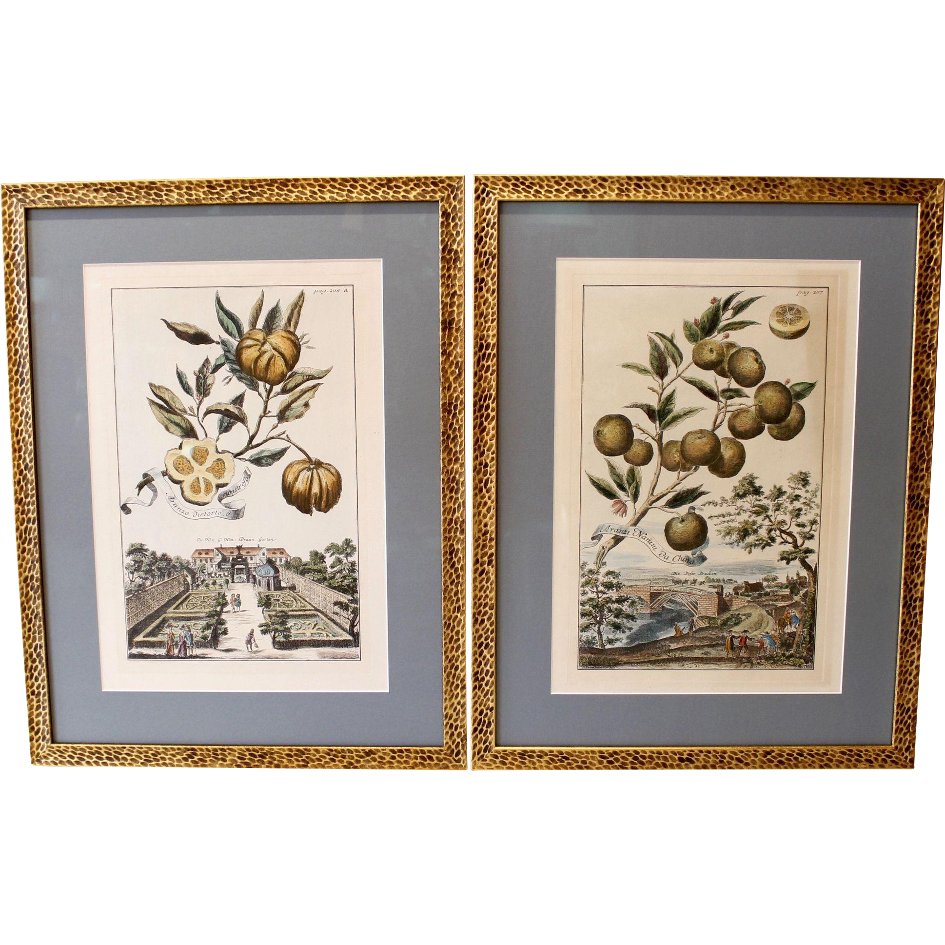 Pair of Citrus Engravings, Volkamer