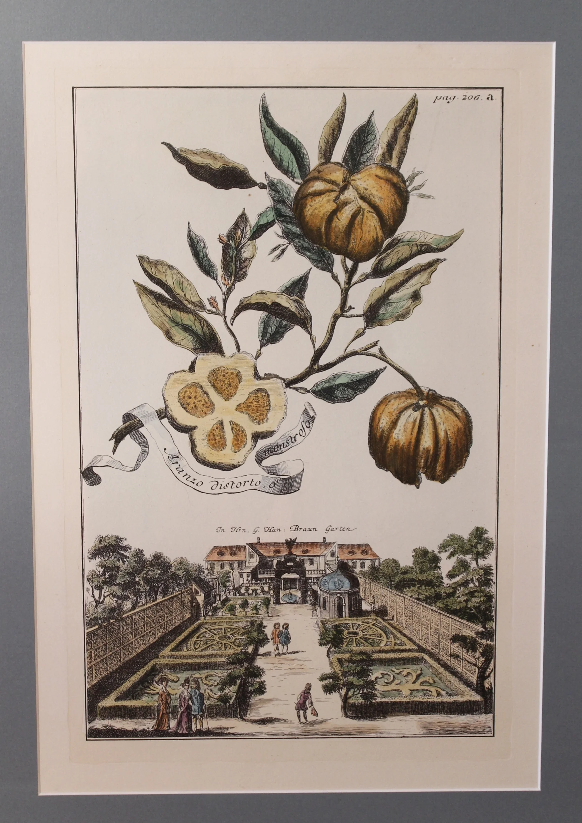 Pair of Citrus Engravings, Volkamer