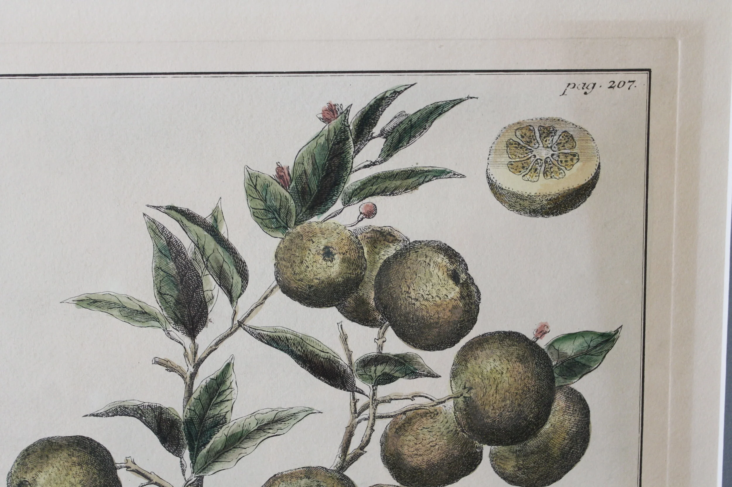 Pair of Citrus Engravings, Volkamer