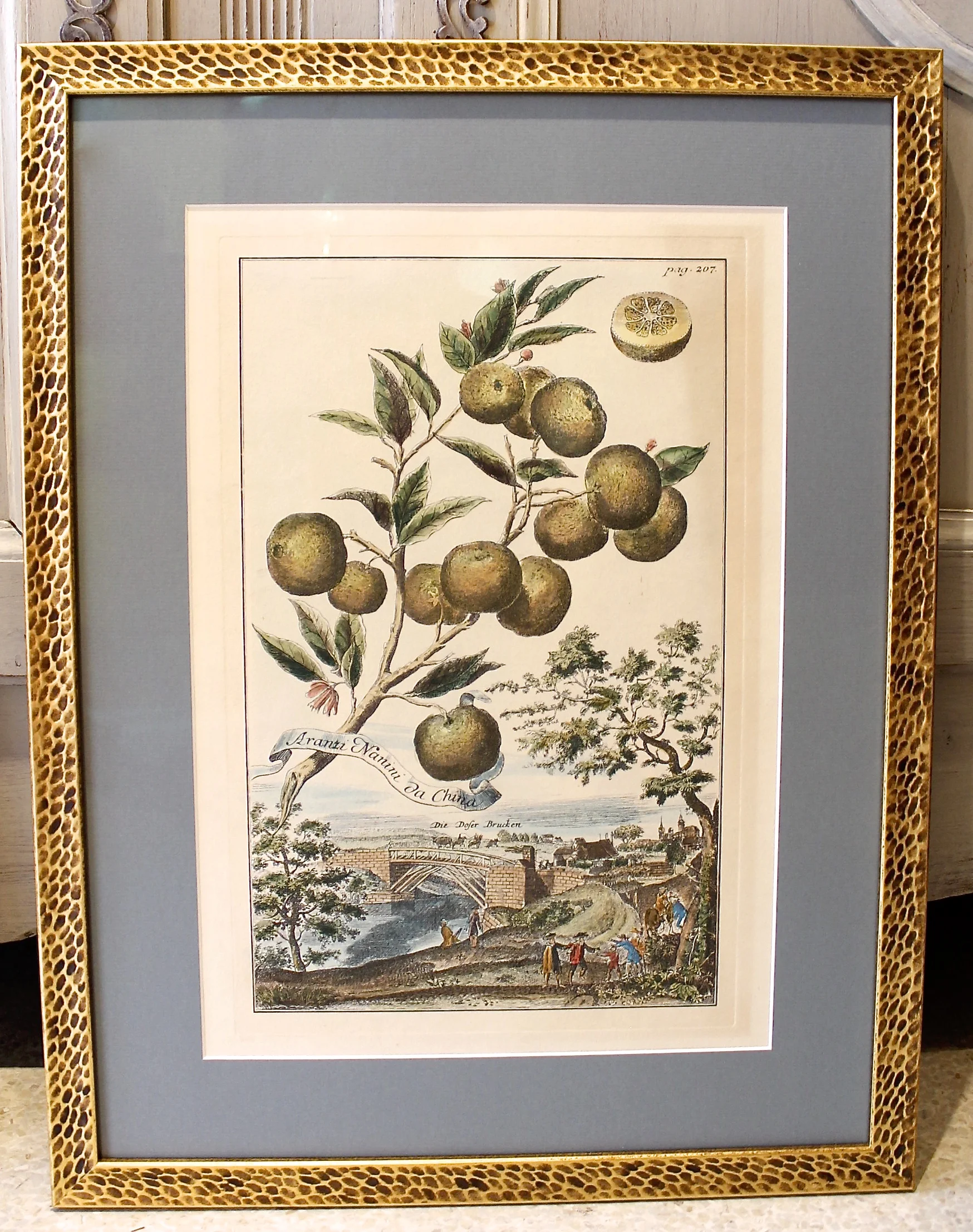 Pair of Citrus Engravings, Volkamer