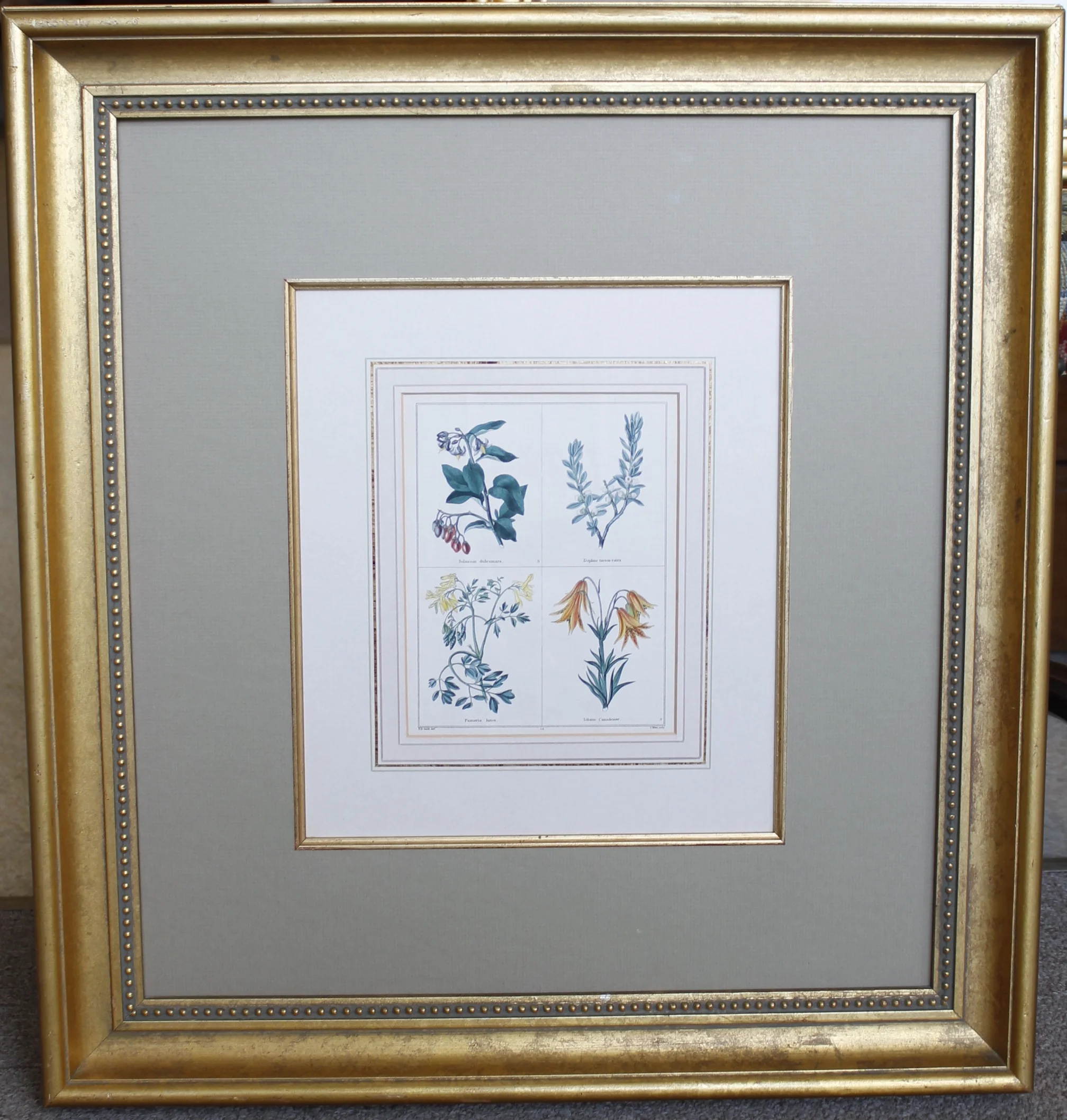 19th Century English Botanical Prints, Benjamin Maund