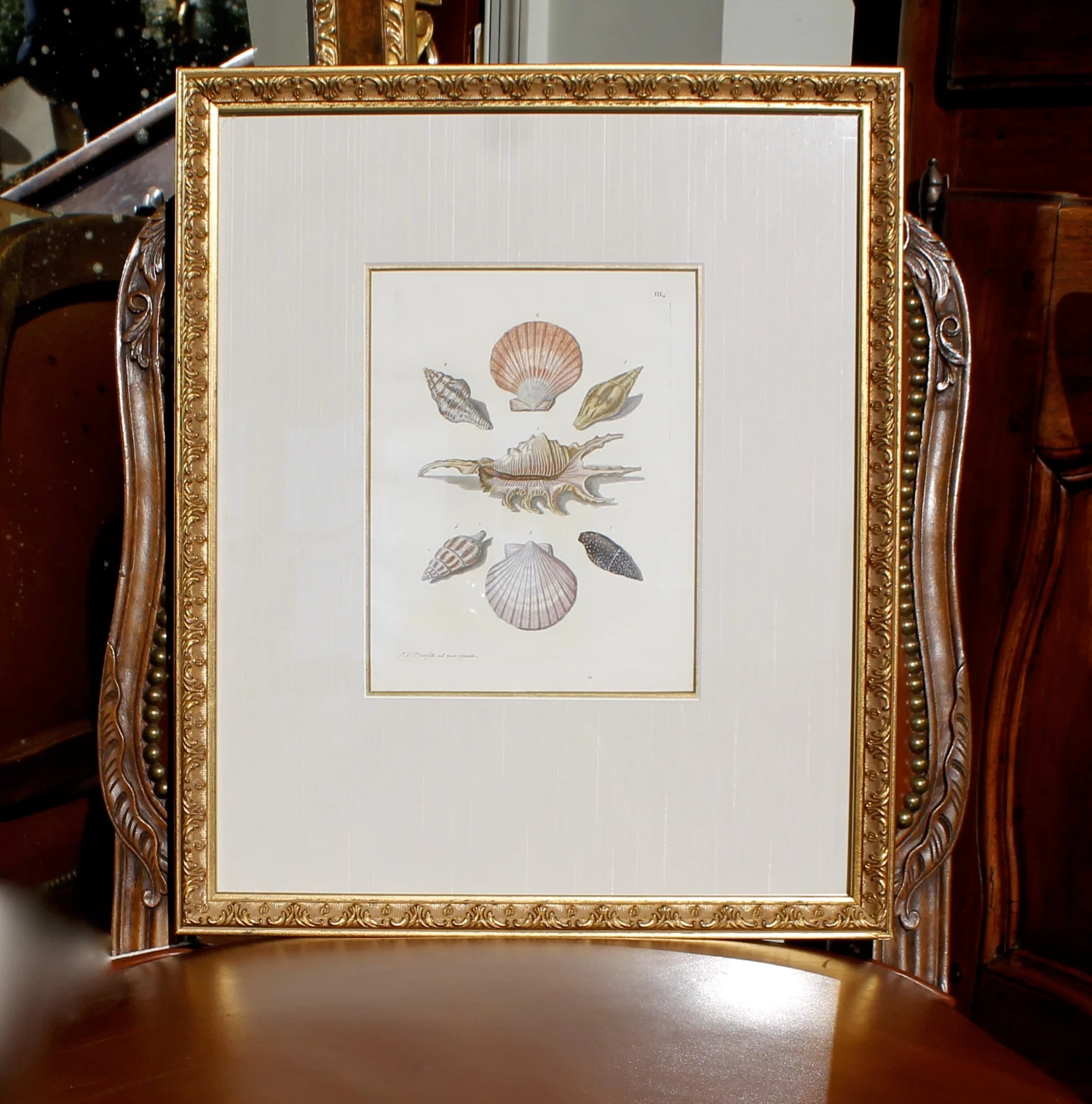 18th Century Hand Colored Sea Shell Engravings, Knorr & Conrad Kleemann