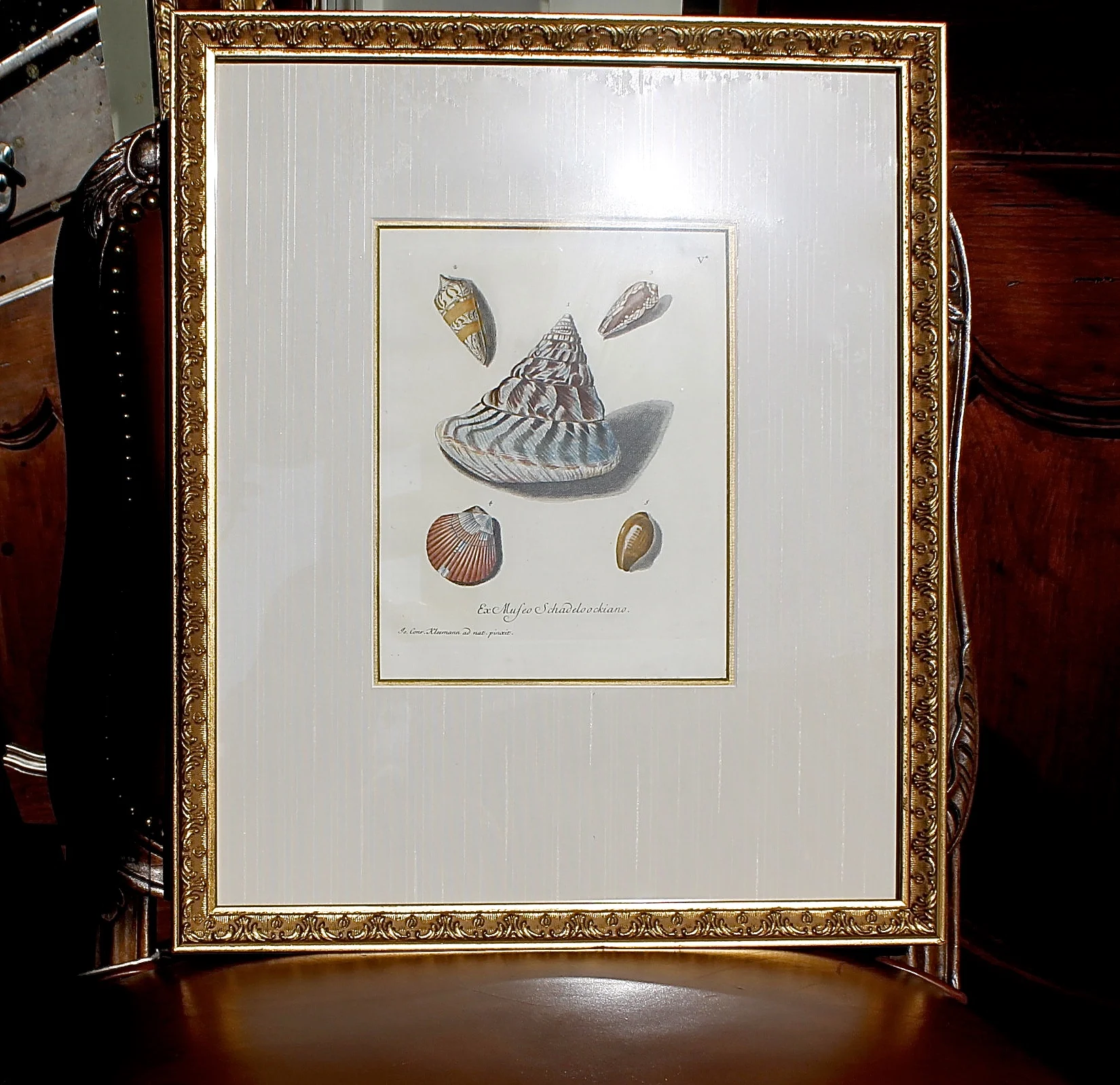 18th Century Hand Colored Sea Shell Engravings, Knorr & Conrad Kleemann