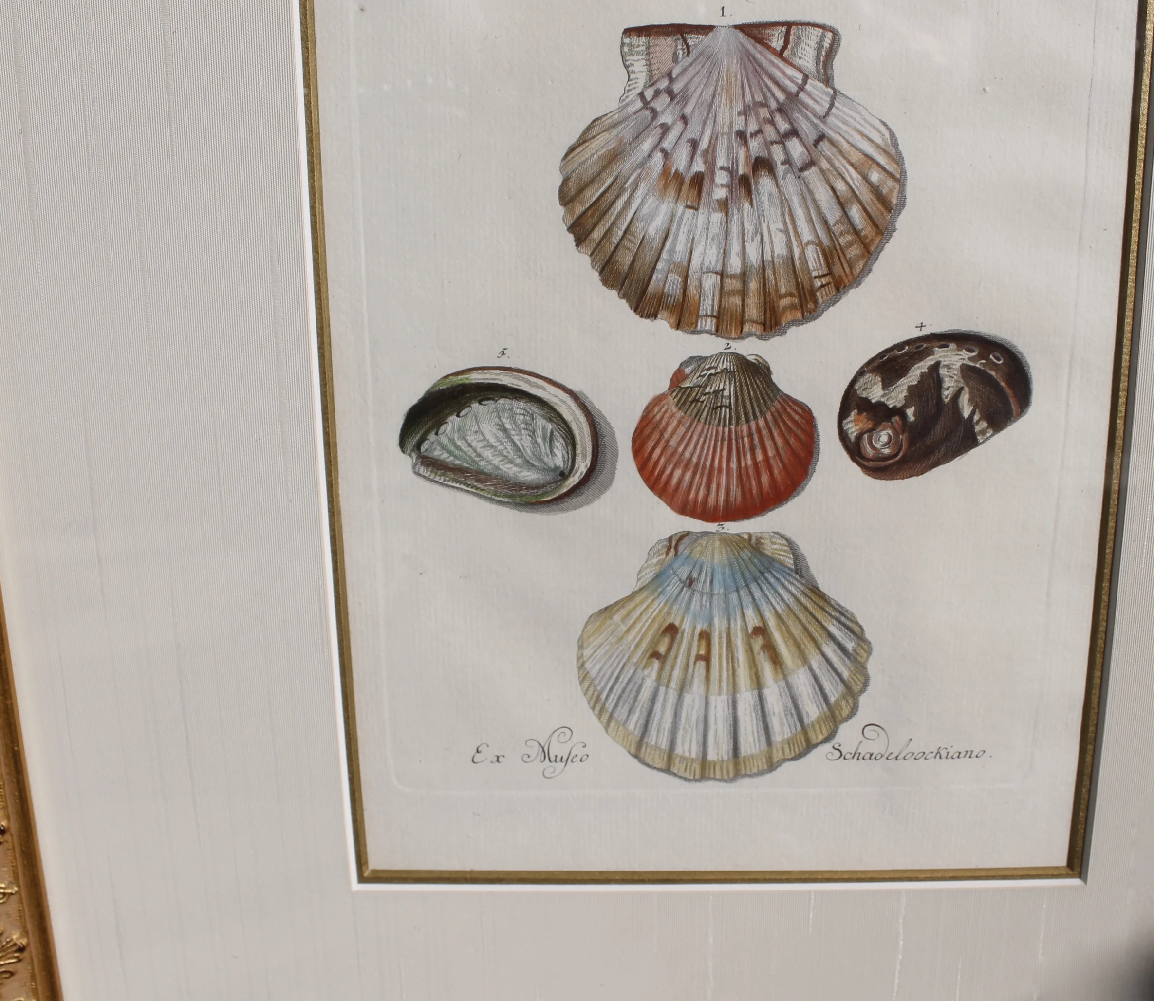 18th Century Hand Colored Sea Shell Engravings, Knorr & Conrad Kleemann