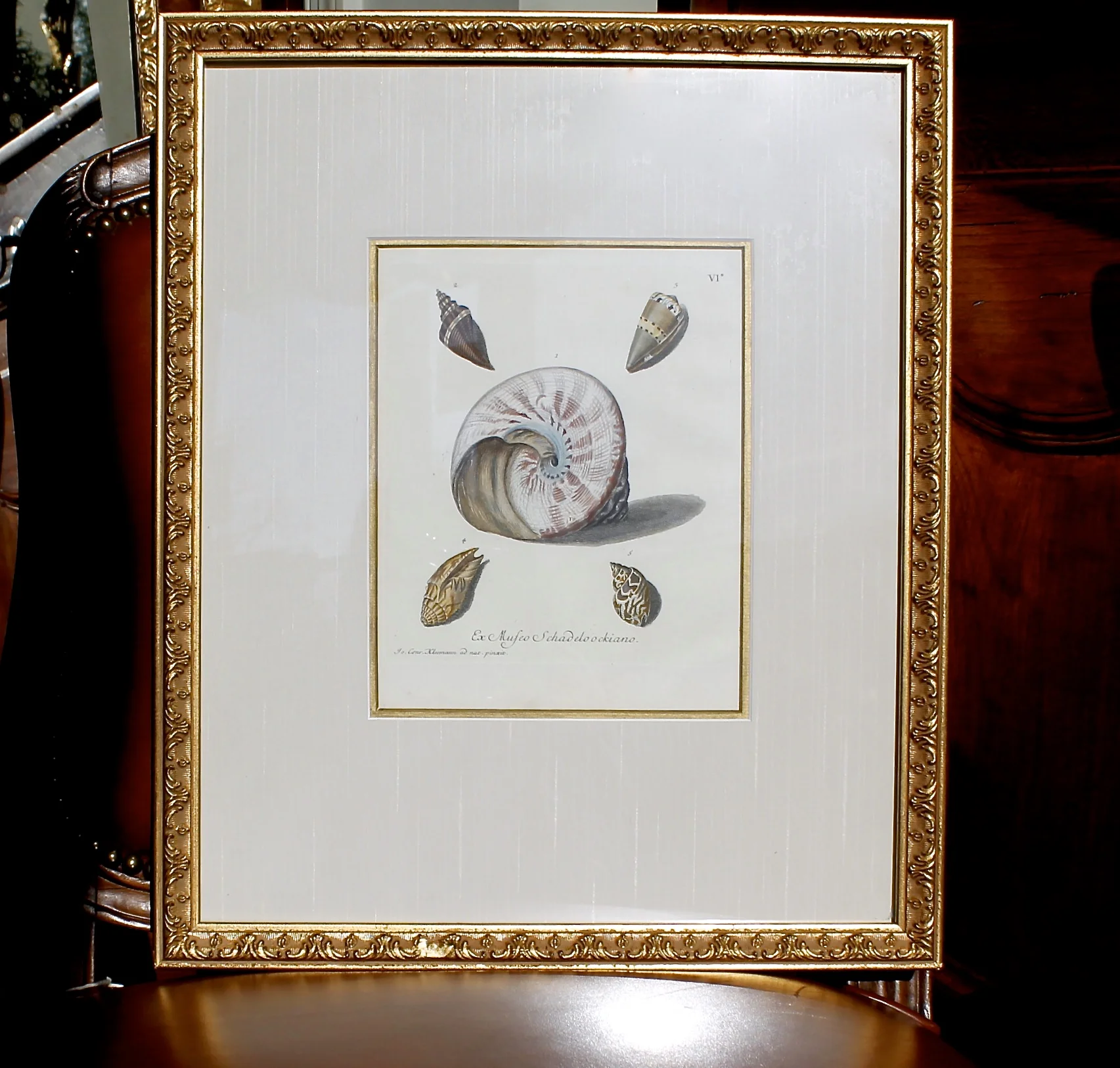 18th Century Hand Colored Sea Shell Engravings, Knorr & Conrad Kleemann