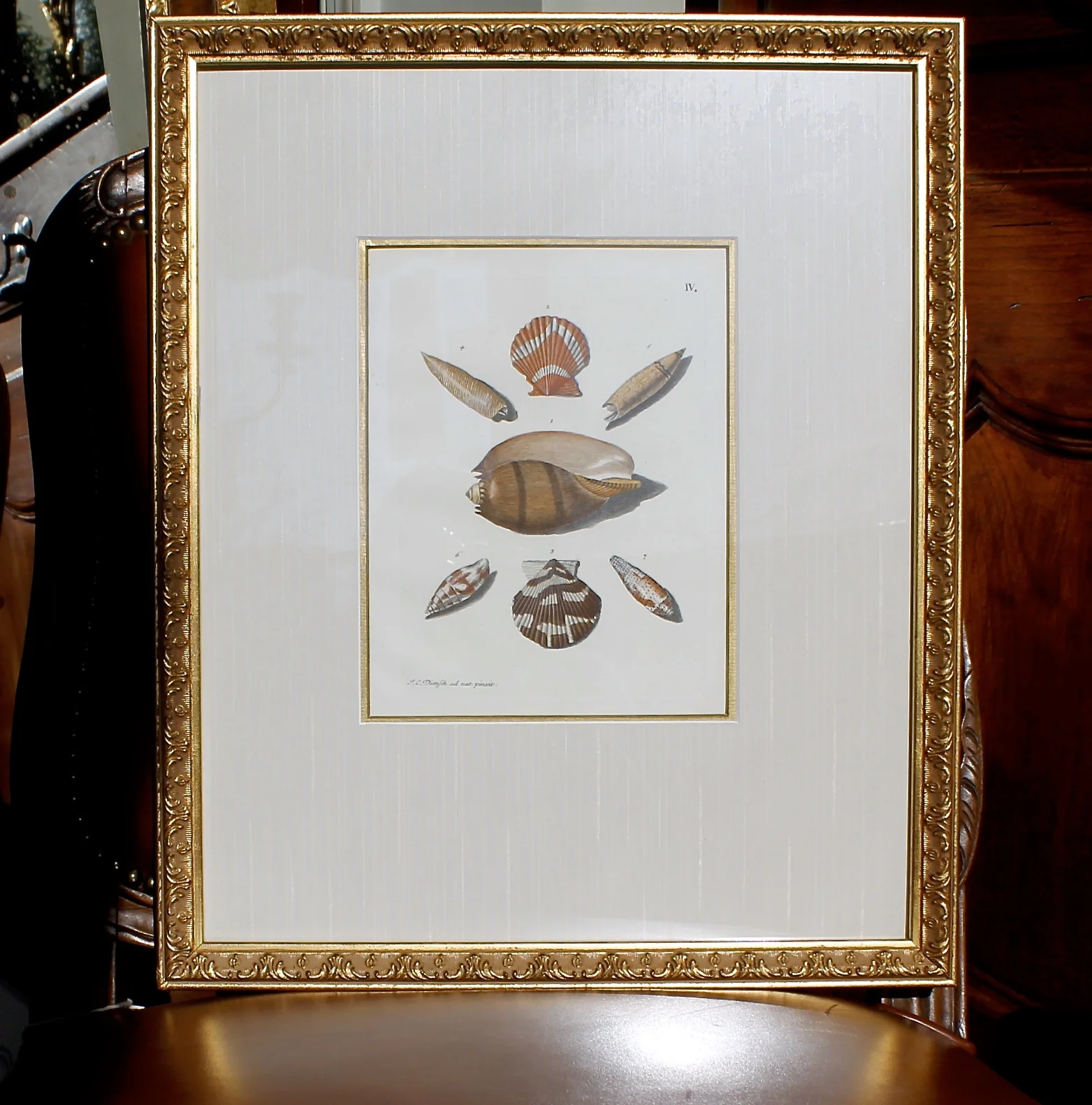 18th Century Hand Colored Sea Shell Engravings, Knorr & Conrad Kleemann