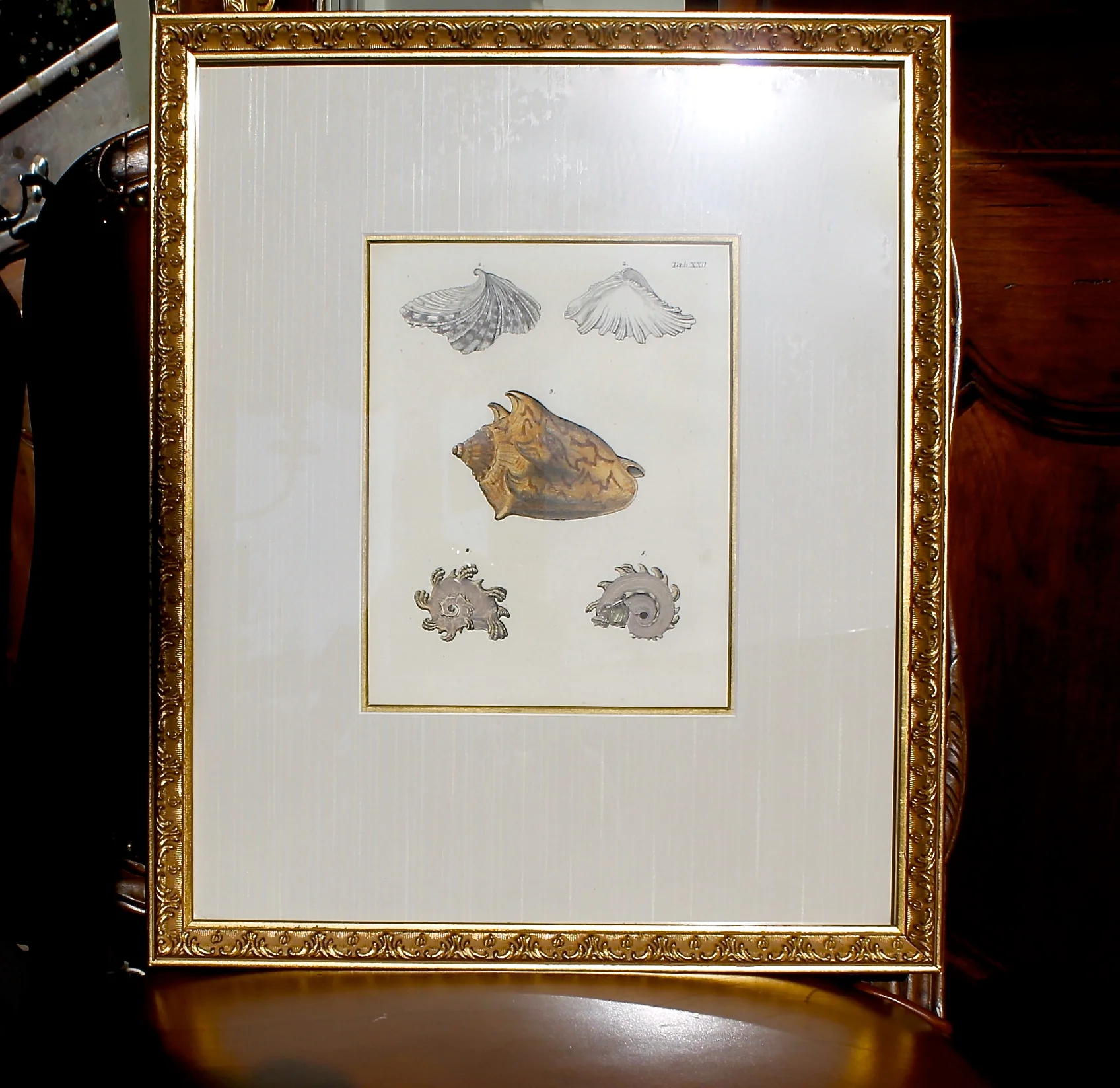 18th Century Hand Colored Sea Shell Engravings, Knorr & Conrad Kleemann