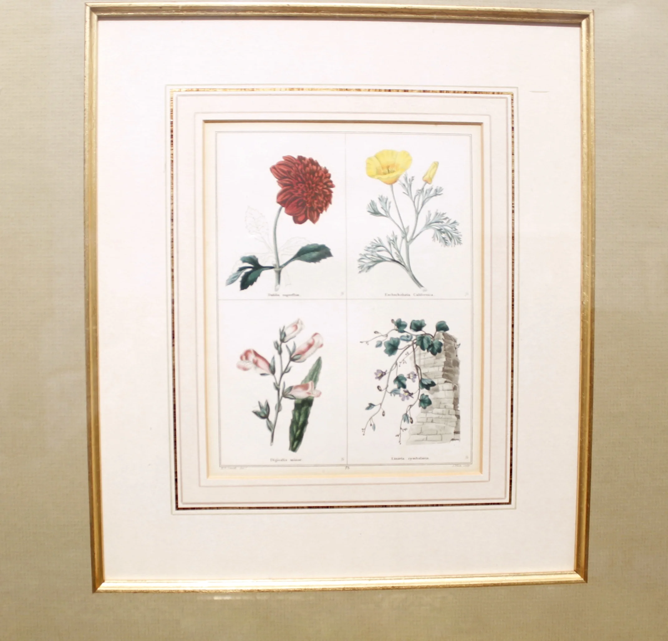 19th Century English Botanical Prints, Benjamin Maund