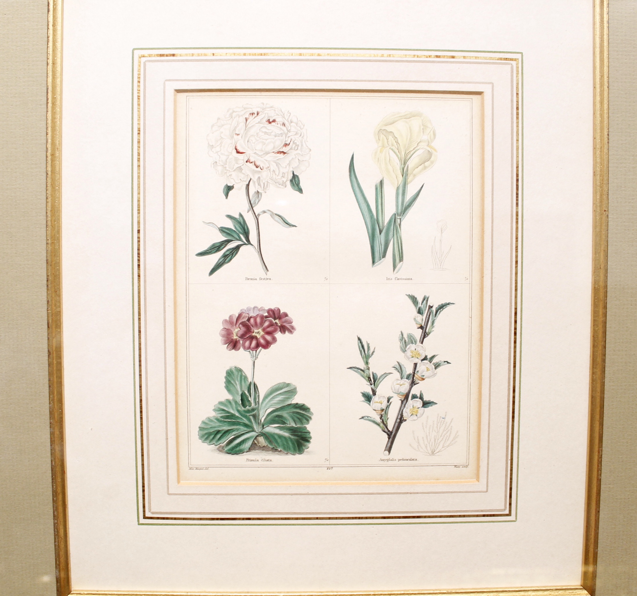 19th Century English Botanical Prints, Benjamin Maund