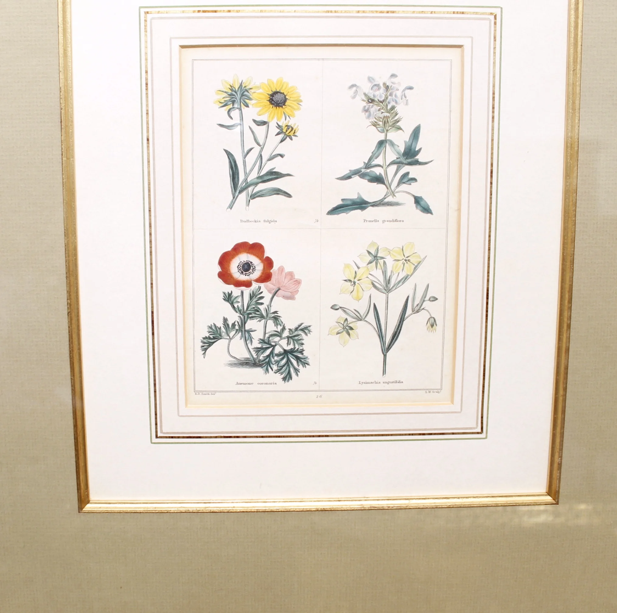 19th Century English Botanical Prints, Benjamin Maund