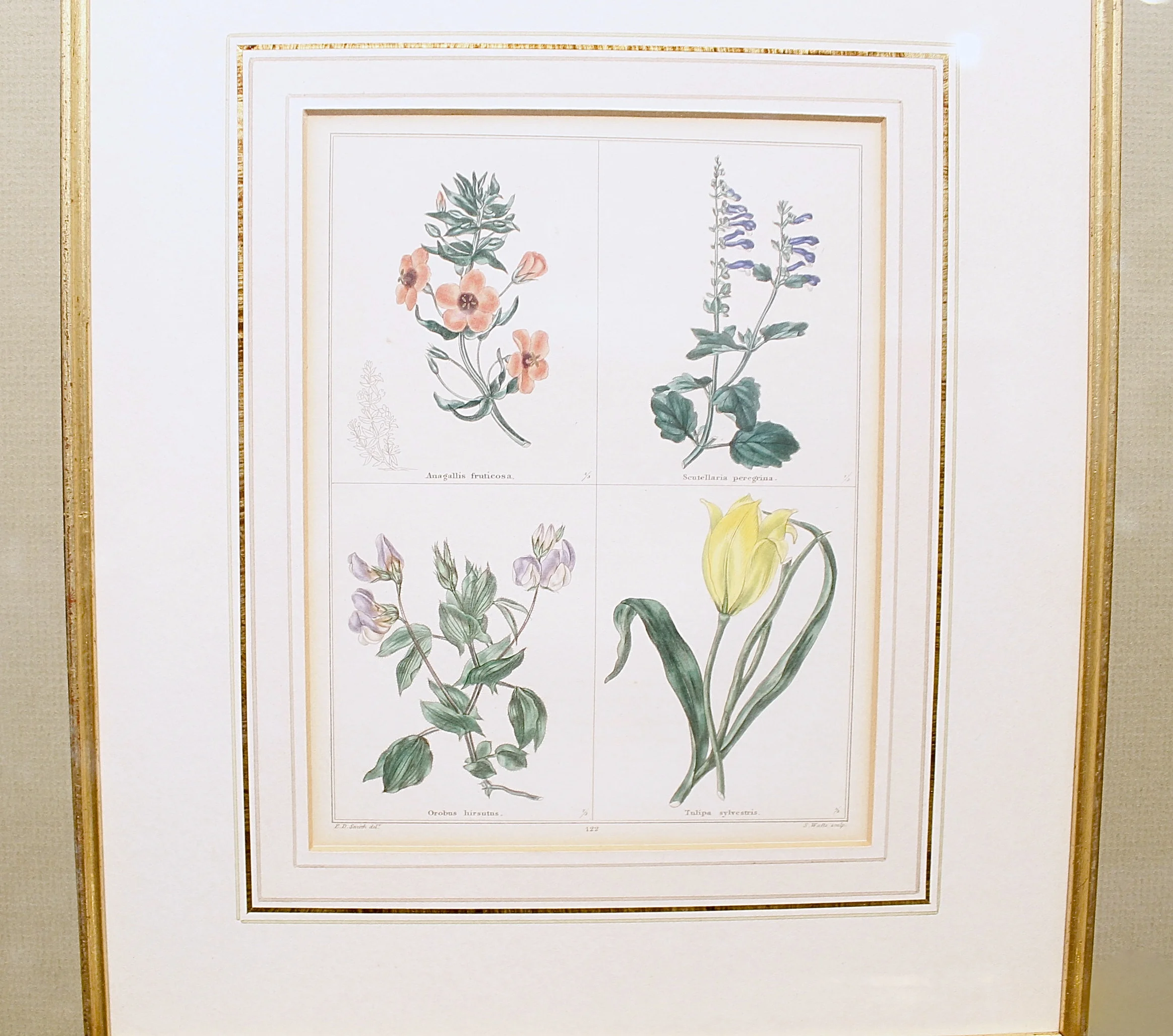 19th Century English Botanical Prints, Benjamin Maund