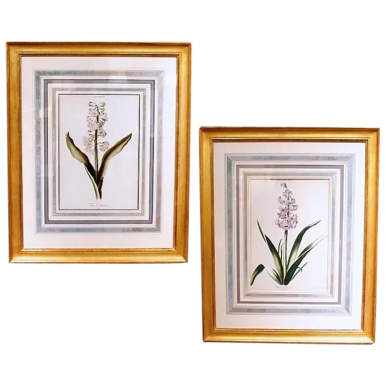 18th century Botanical Engravings- Hyacinths from the Hortus Nitidissimis