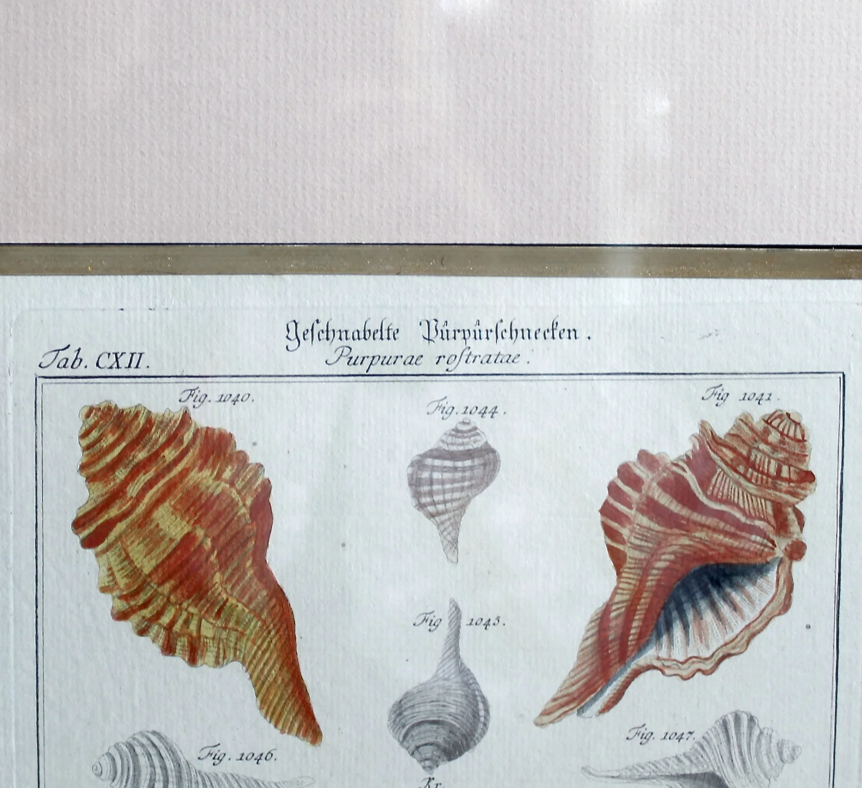 18th Century German Engravings of Seashells by J. S. Leitner