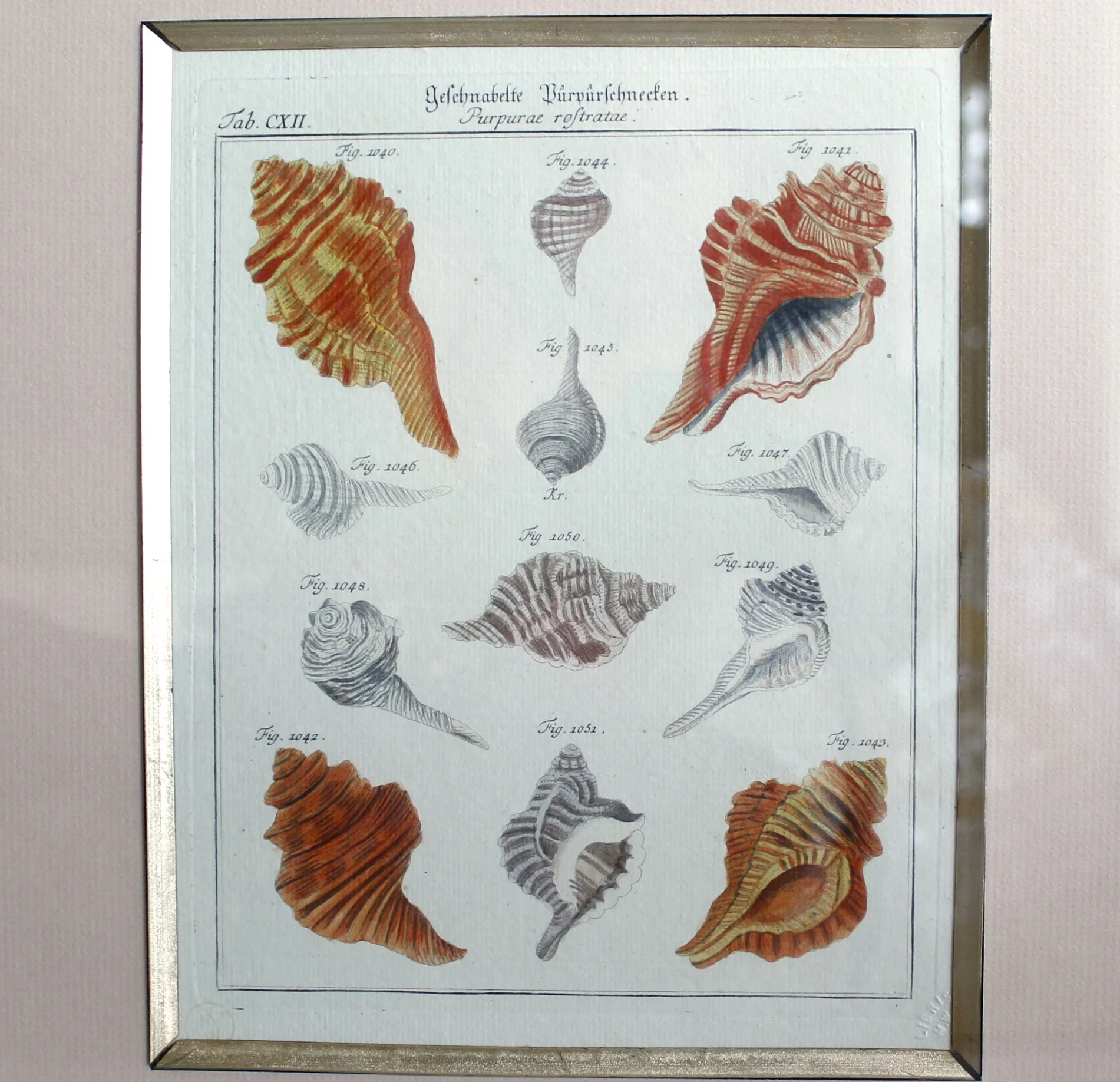 18th Century German Engravings of Seashells by J. S. Leitner