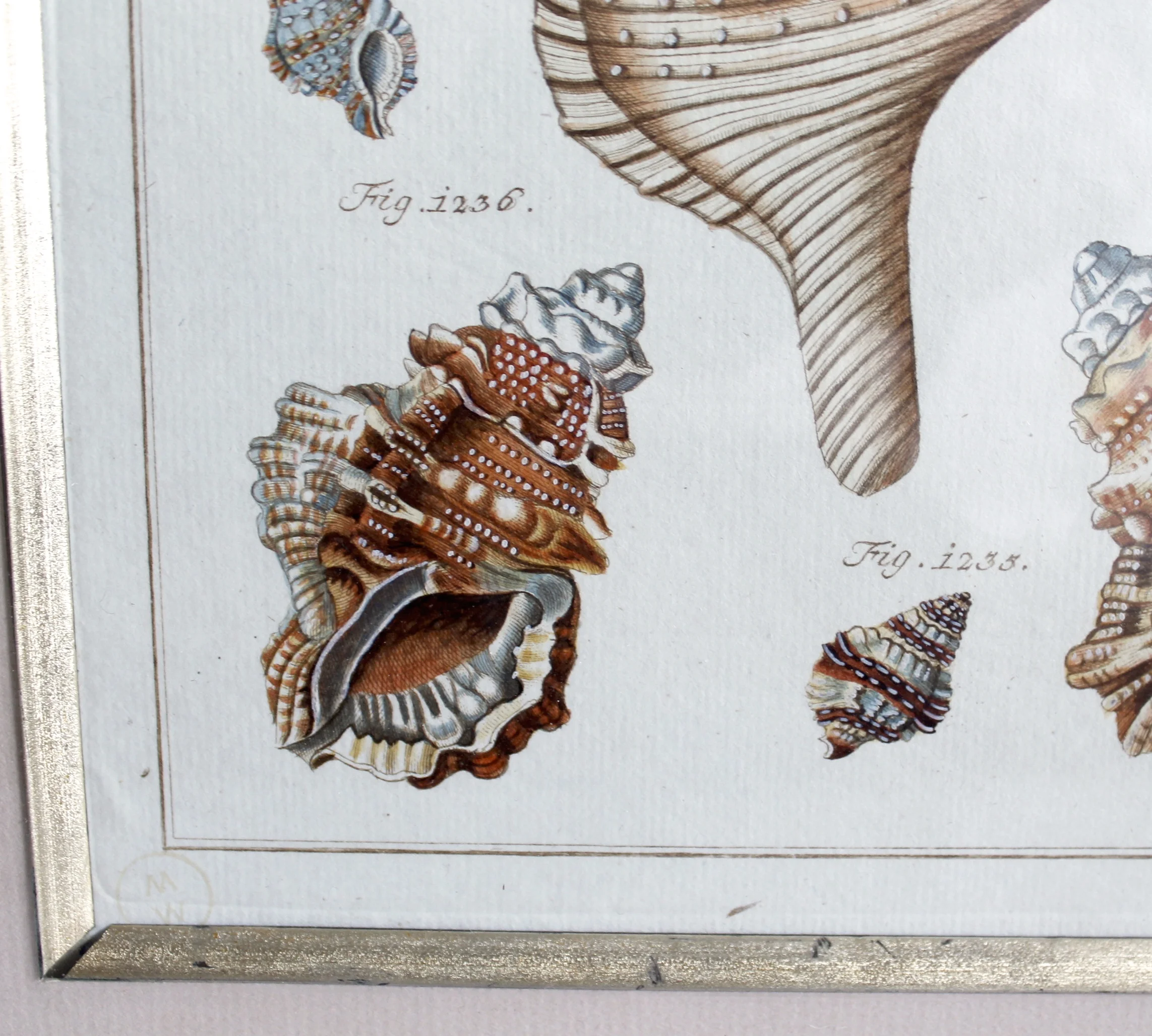 18th Century German Engravings of Seashells by J. S. Leitner