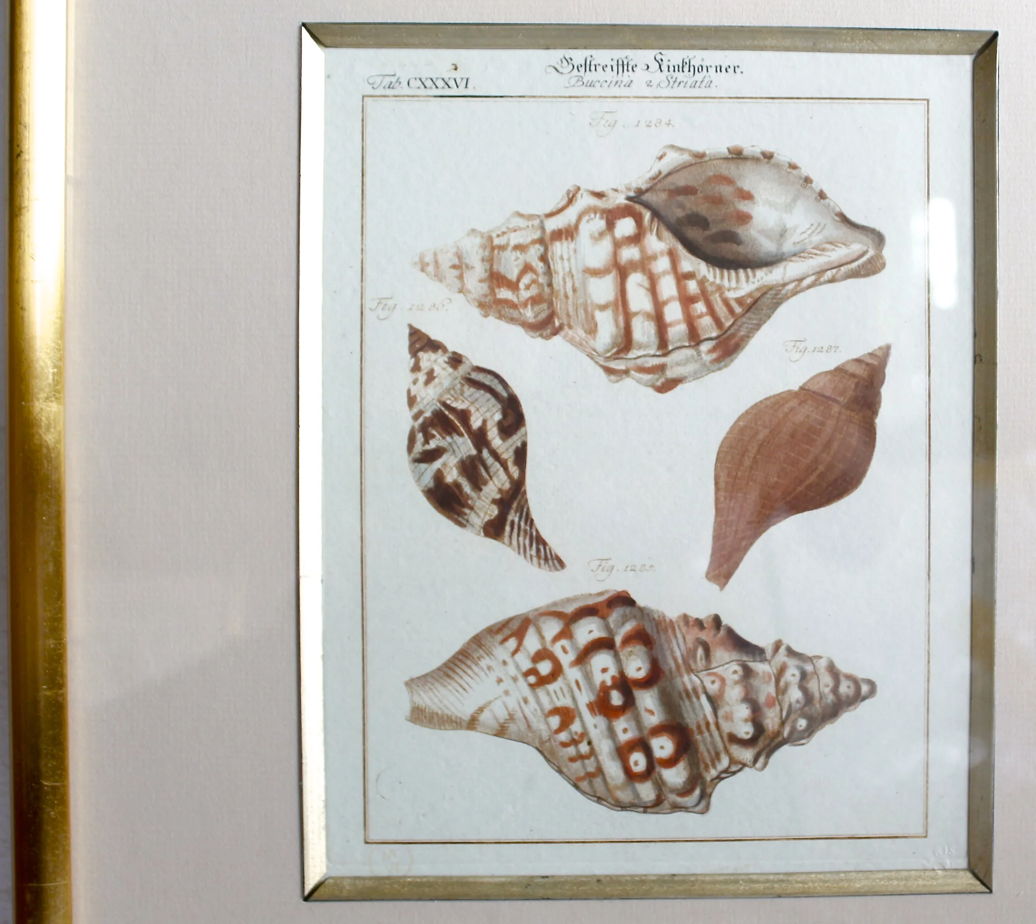 18th Century German Engravings of Seashells by J. S. Leitner