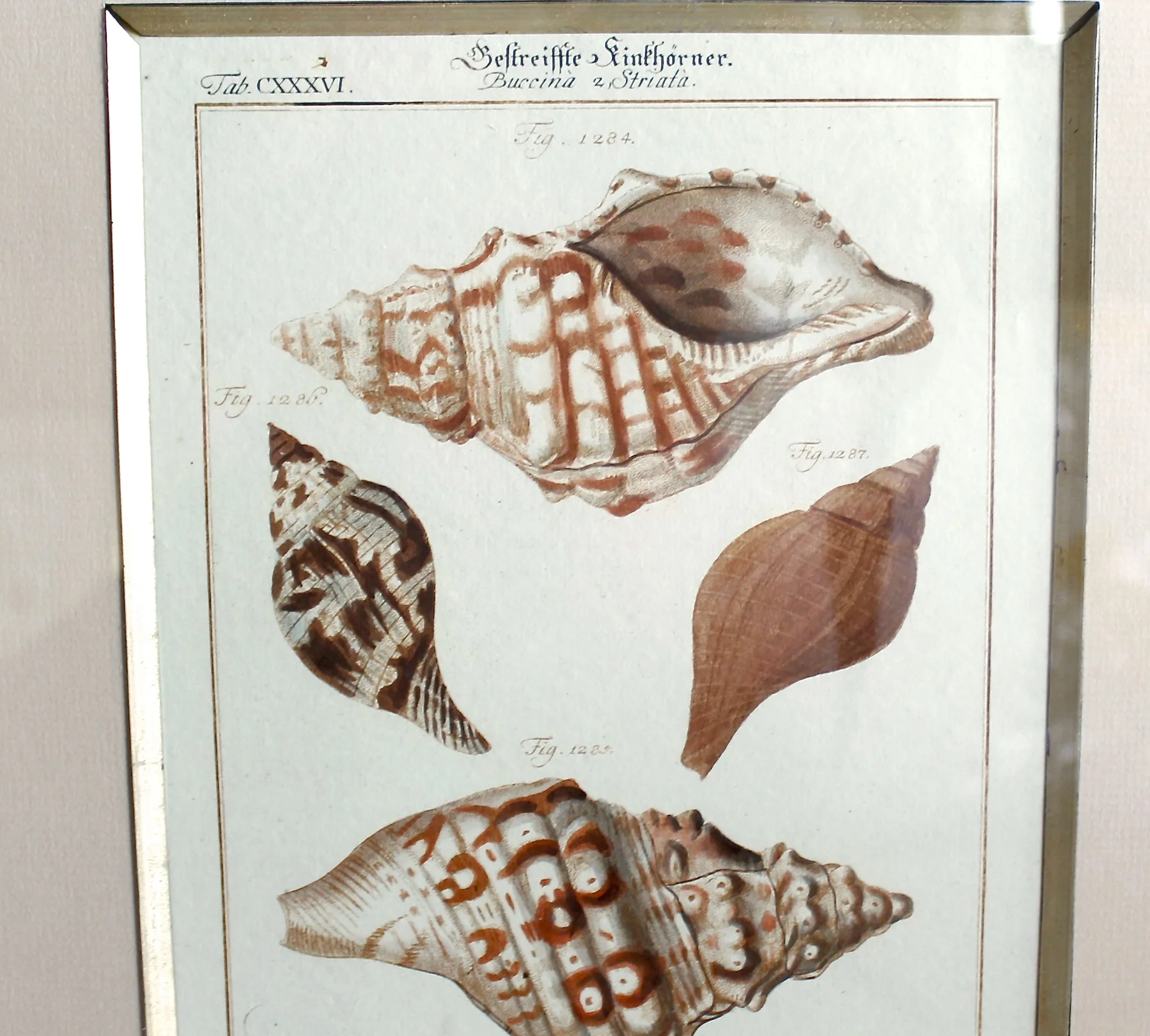 18th Century German Engravings of Seashells by J. S. Leitner
