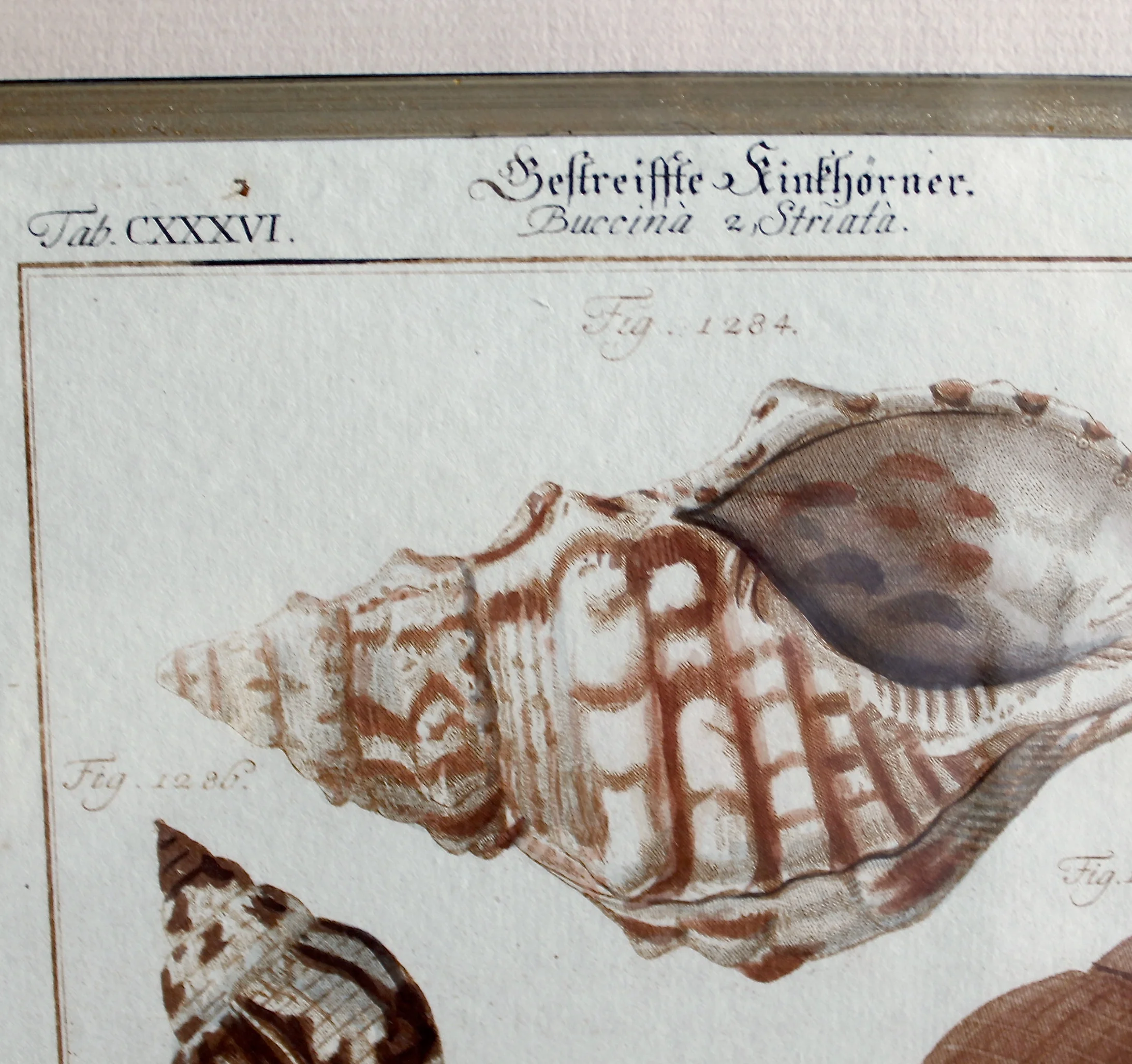 18th Century German Engravings of Seashells by J. S. Leitner